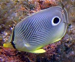Four eyed Butterfly fish by Robert Verkoeyen 
